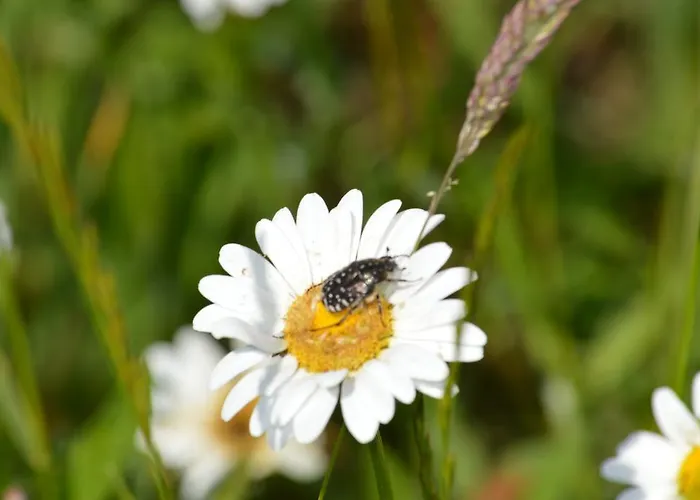 Apartment Biobauernhof Wolf-Hof Pressbaum